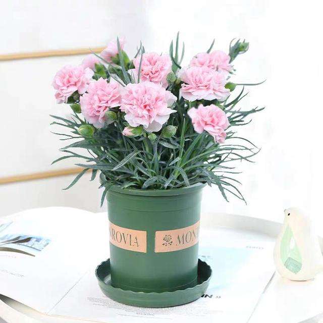 特福德祝天下母親節(jié)日快樂、幸福安康！